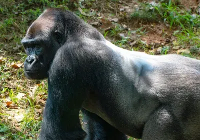 lowland gorilla ace2 spike protein coronavirus sars-cov-2 binding covid-19 pandemic lowland gorilla ace2 spike protein coronavirus sars-cov-2 binding covid-19 pandemic